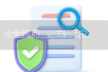 金鱼鹤顶红变成鹤顶白？