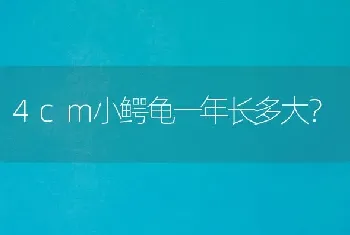 兔子要怎么养才能健康？要经常放它出来运动吗？可以放它到草地上玩吗？