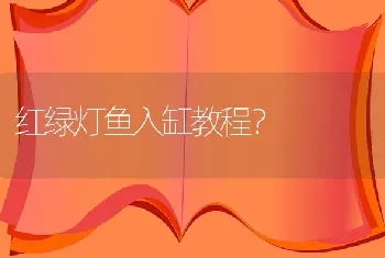 红绿灯鱼入缸教程？