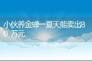 小伙养金蝉一夏天能卖出80万元