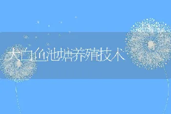 大白鱼池塘养殖技术