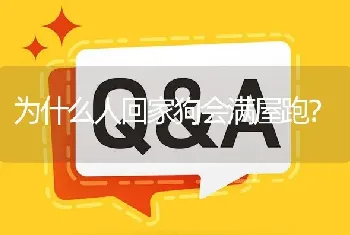 为什么人回家狗会满屋跑？