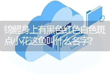 锦鲤身上有黑色红色白色斑点小花这鱼叫什么名字？