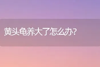 黄头龟养大了怎么办？