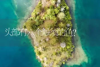 头部有六个触须的鱼？