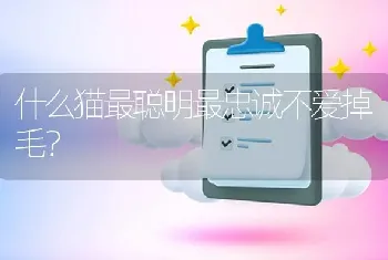 什么猫最聪明最忠诚不爱掉毛？