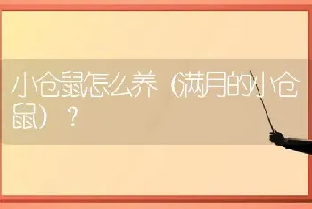 小仓鼠怎么养（满月的小仓鼠）？