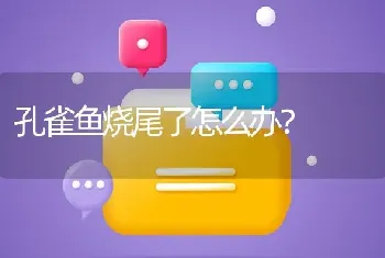 孔雀鱼烧尾了怎么办？