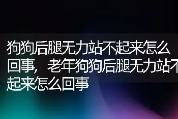 狗狗后腿无力站不起来怎么回事，老年狗狗后腿无力站不起来怎么回事