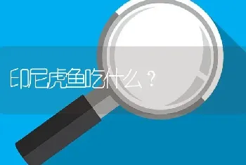 印尼虎鱼吃什么？