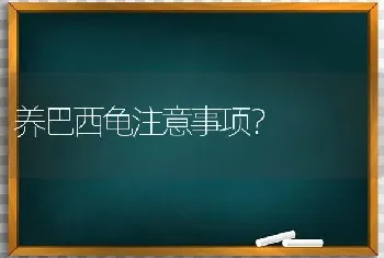 养巴西龟注意事项？