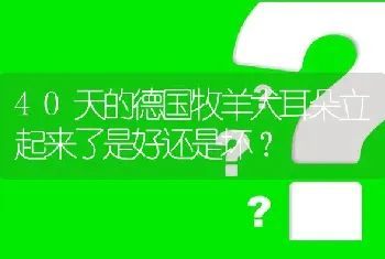 40天的德国牧羊犬耳朵立起来了是好还是坏？