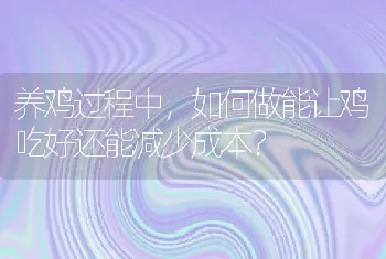 养鸡过程中，如何做能让鸡吃好还能减少成本？