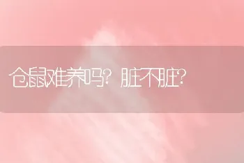 仓鼠难养吗?脏不脏?