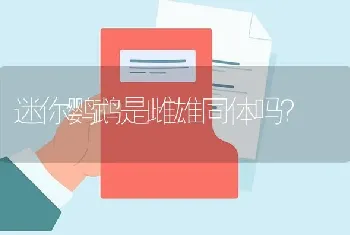 迷你鹦鹉是雌雄同体吗？