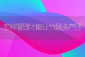 怎样管理才能让竹鼠多产仔