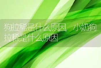 狗拉稀是什么原因，小奶狗拉稀是什么原因