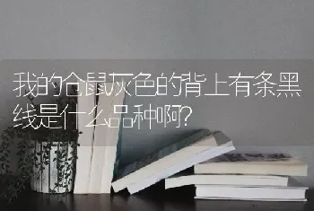 我的仓鼠灰色的背上有条黑线是什么品种啊？