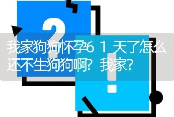 我家狗狗怀孕61天了怎么还不生狗狗啊?我家？