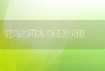 鸵鸟的用途与经济价值