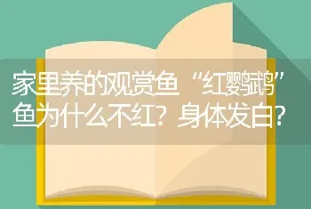 家里养的观赏鱼“红鹦鹉”鱼为什么不红？身体发白？