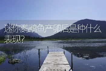 迷你鹦鹉鱼产卵后是种什么表现？