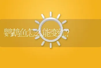 鹦鹉鱼怎么能变红？