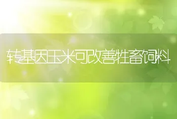 转基因玉米可改善牲畜饲料