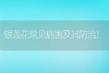 银莲花常见病害及其防治！