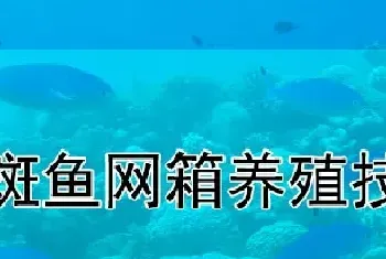 石斑鱼网箱养殖技术