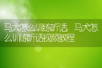 马犬怎么训练听话，马犬怎么训练听话视频教程