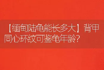 【缅甸陆龟能长多大】背甲同心环纹可鉴龟年龄？