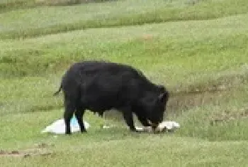 特种野猪肉市场上畅销