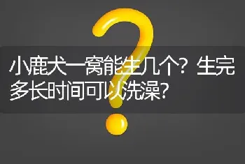 小鹿犬一窝能生几个？生完多长时间可以洗澡？