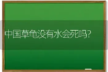 中国草龟没有水会死吗？