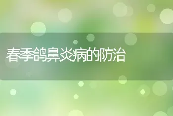 春季鸽鼻炎病的防治