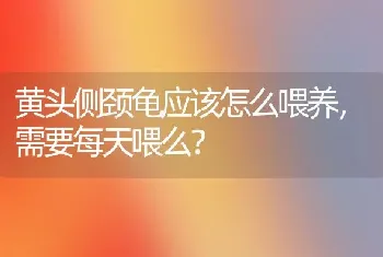 黄头侧颈龟应该怎么喂养，需要每天喂么？