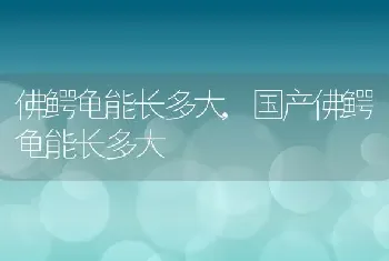 佛鳄龟能长多大，国产佛鳄龟能长多大