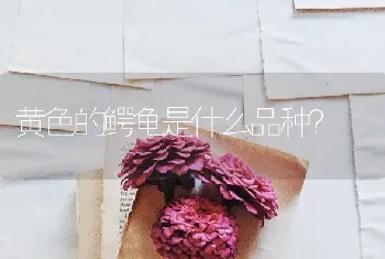 黄色的鳄龟是什么品种？