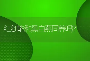 红剑能和黑白燕同养吗？