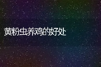 黄粉虫养鸡的好处