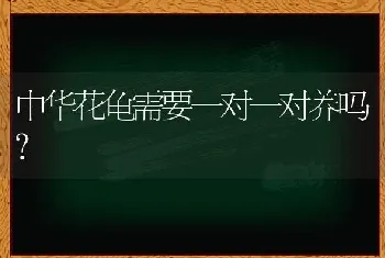 中华花龟需要一对一对养吗？