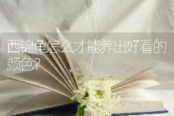 西锦龟怎么才能养出好看的颜色？