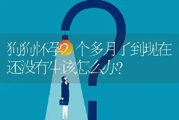 狗狗怀孕2个多月了到现在还没有生该怎么办？