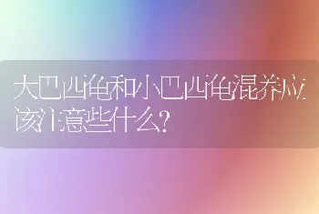 大巴西龟和小巴西龟混养应该注意些什么？