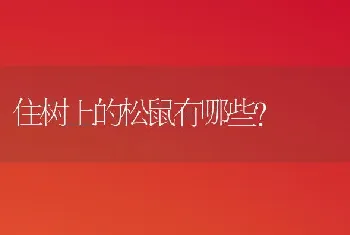 住树上的松鼠有哪些？