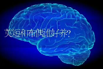 英短和布偶谁好养？