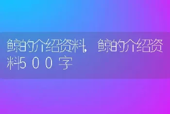 鲸的介绍资料，鲸的介绍资料500字