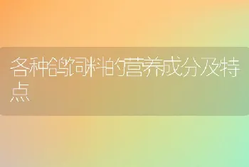 各种鸽饲料的营养成分及特点