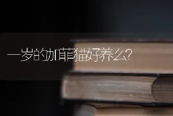 一岁的加菲猫好养么？